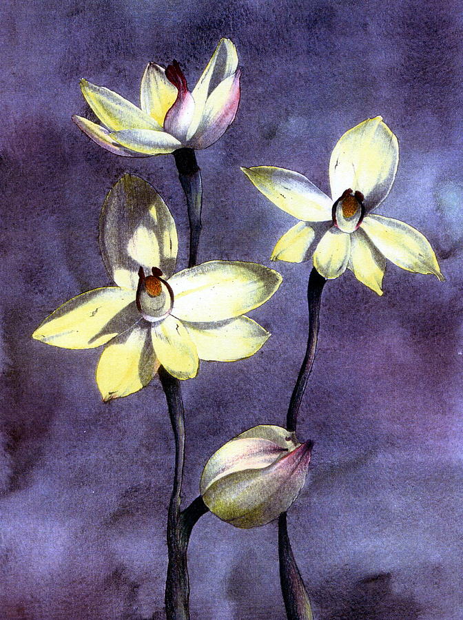 Orchid Painting by John Christopher Bradley