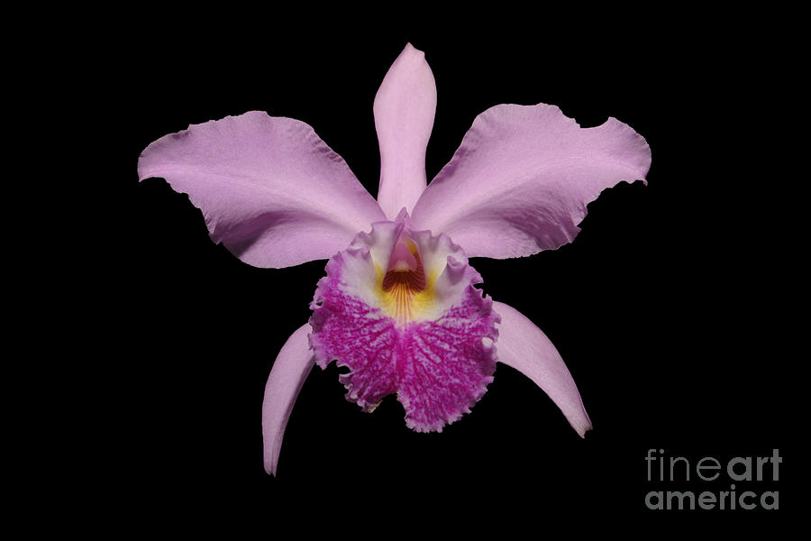 Orchid by John Zawacki Orchid by John Zawacki