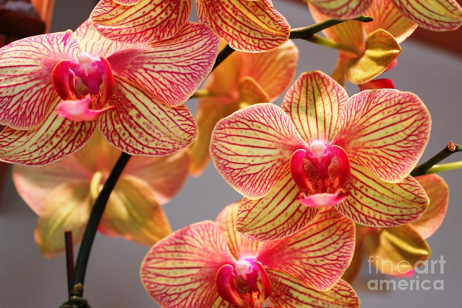 Orchid Photograph by Judy Palkimas