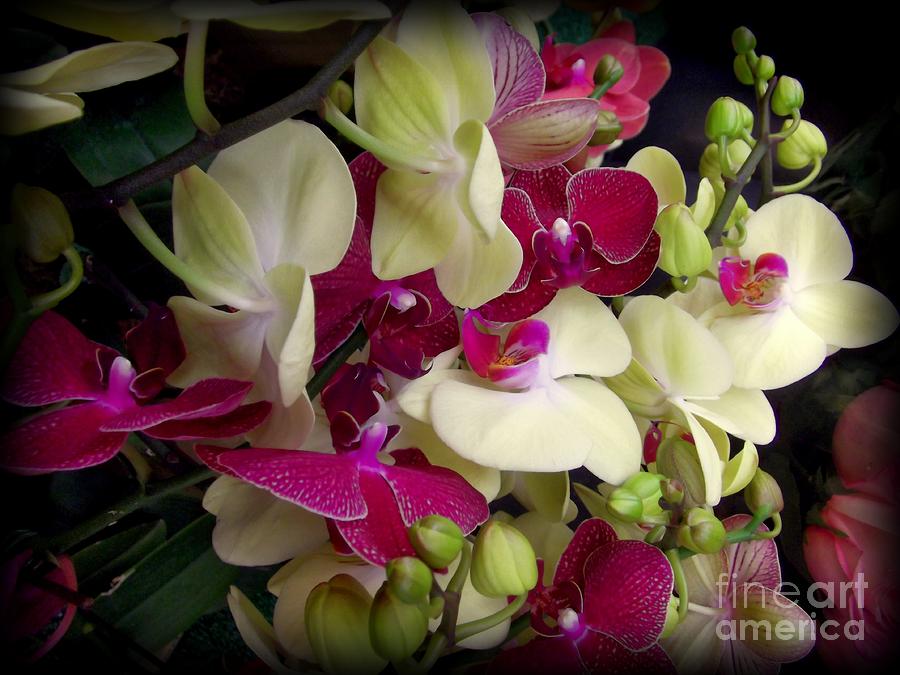 Flower Photograph - Orchid Jumble by Miriam Danar
