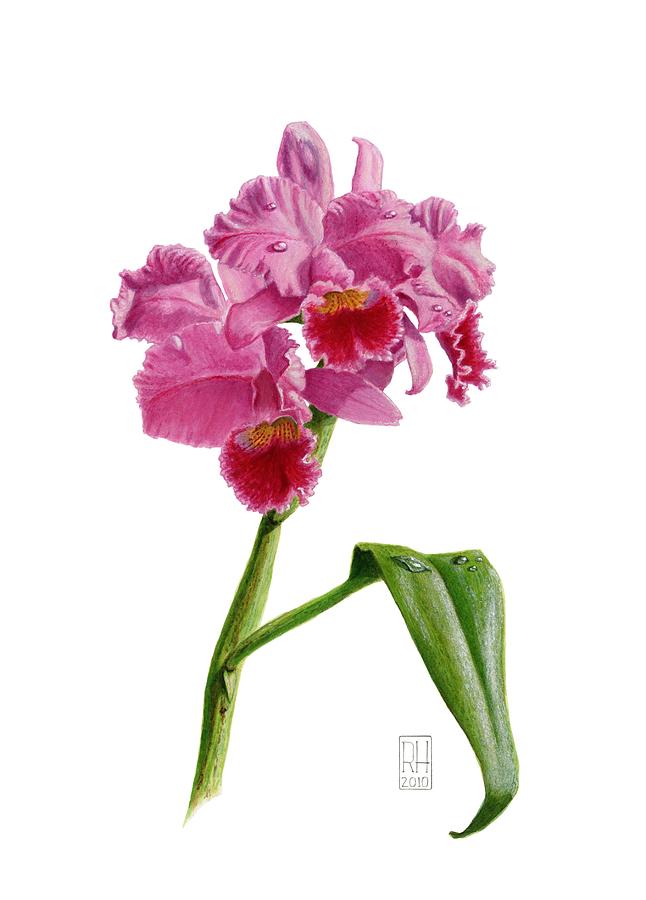 Orchid - Lc. Culminant la tuilerie Painting by Richard Harpum