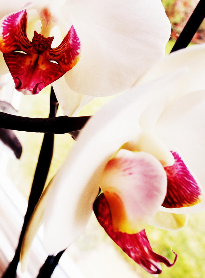 Orchid Photograph