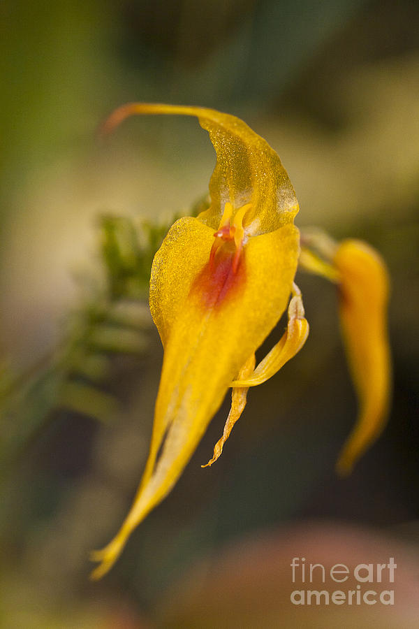 Orchid - Lepanthes maxonii Photograph by Heiko Koehrer-Wagner