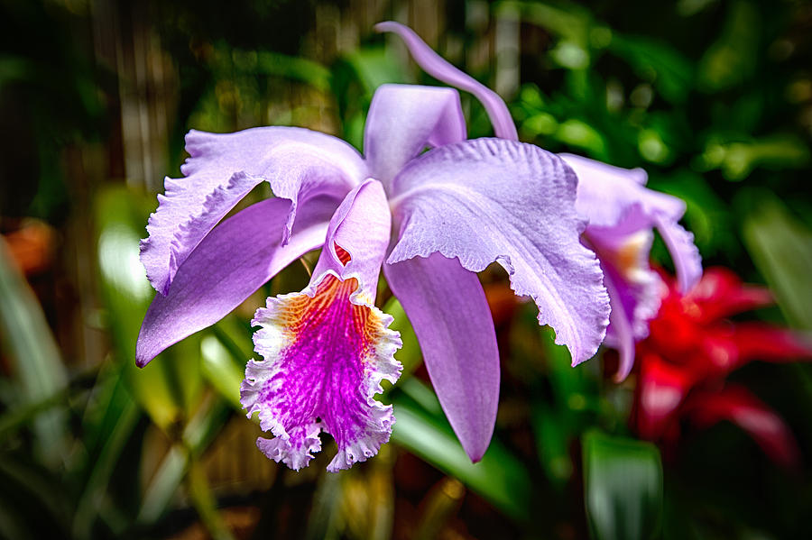 Orchid Life Photograph by John Haldane