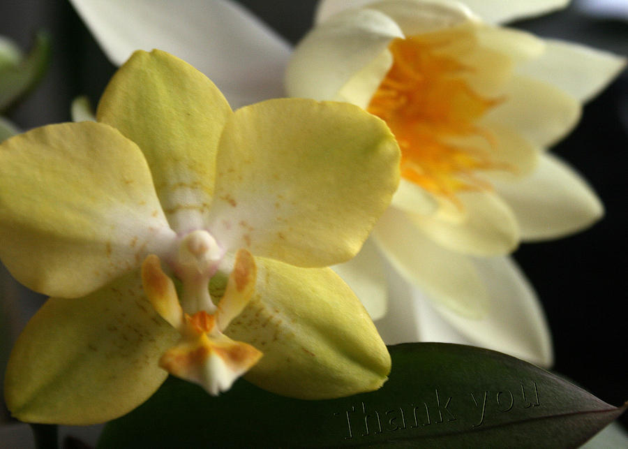 Orchid Photograph - Orchid Lily  and a reminder to utter the words Thank You.  by Raenell Ochampaugh
