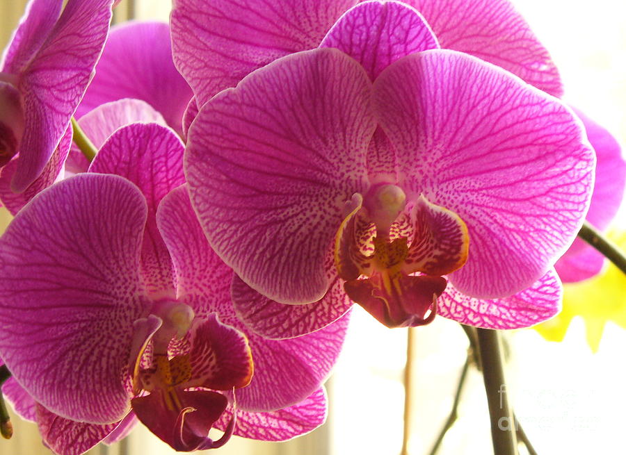 Orchid Photograph by Lingfai Leung