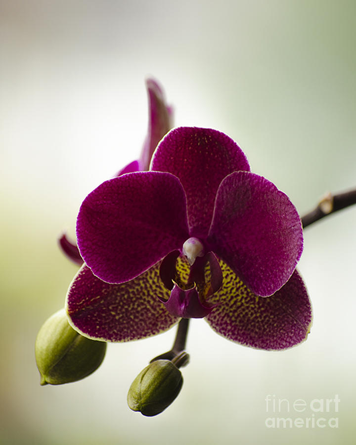 Orchid Photograph by Linsey Williams