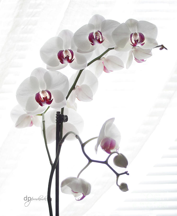 Flower Photograph - Orchid Love by Debra Pruskowski