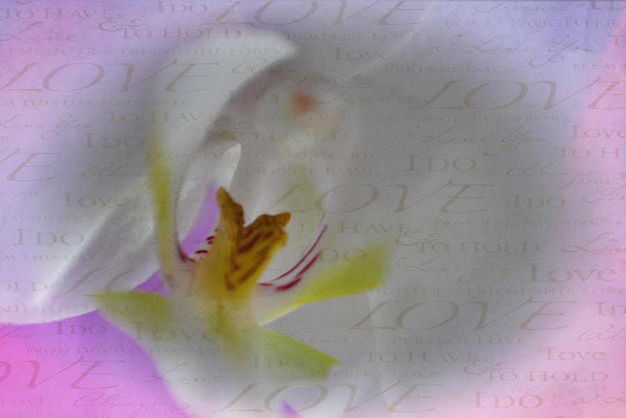 Orchid Love Photograph by Kathy Williams-Walkup