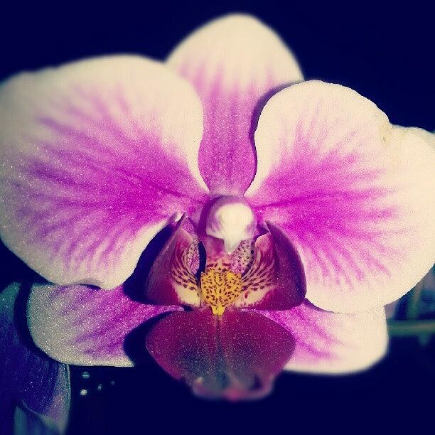 Orchid Love Photograph by Sacred  Muse