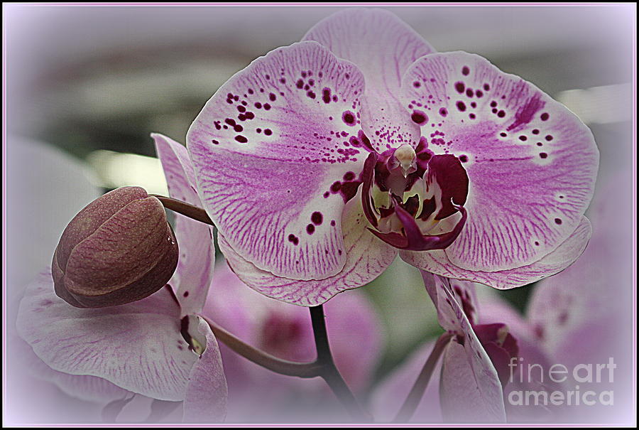 Orchid Photograph - Orchid Lovely in Purple by Dora Sofia Caputo
