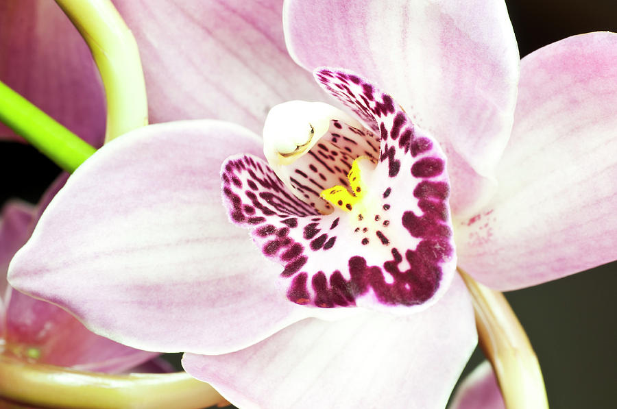 Orchid Photograph by Lrescigno