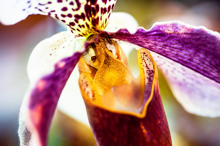 Orchid Macro 1 Photograph by Jenny Rainbow