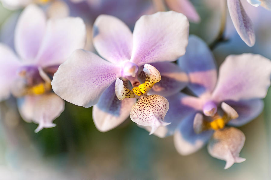 Orchid Macro 3 Photograph by Jenny Rainbow