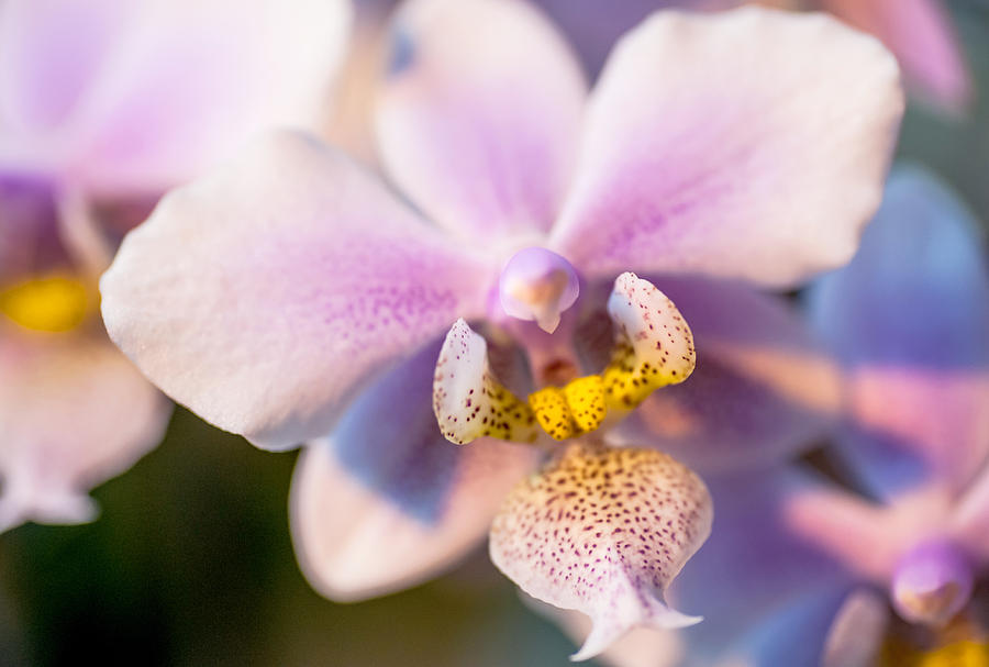 Orchid Macro 4 Photograph by Jenny Rainbow