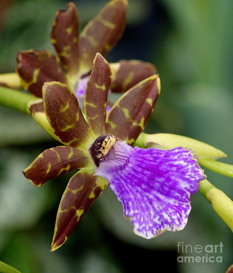 Orchid Macro Photograph by Chris Anderson