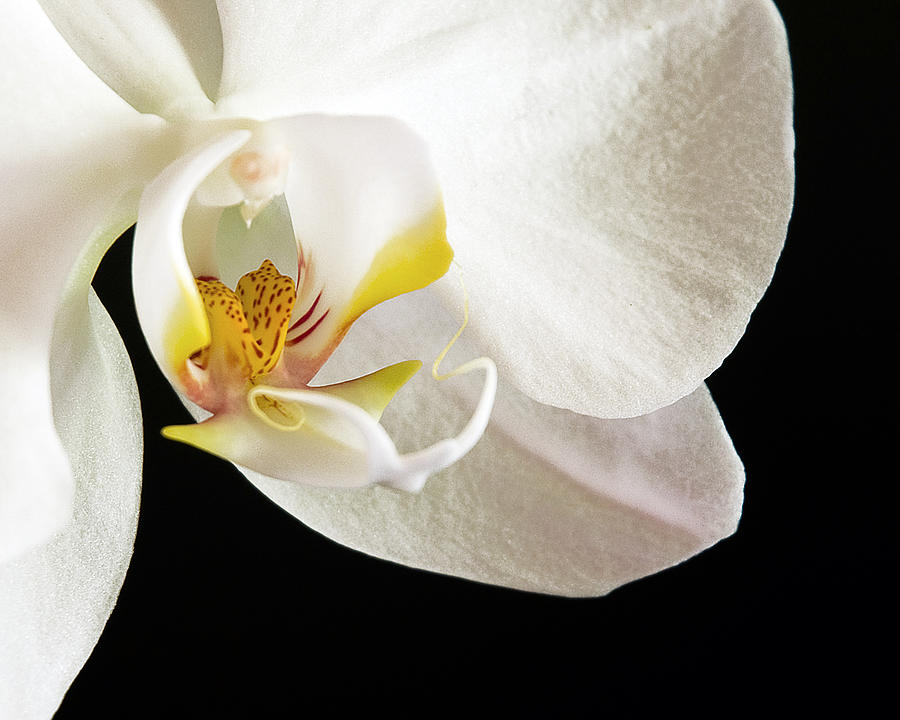 Moth Orchid  Photograph by Ginger Wakem