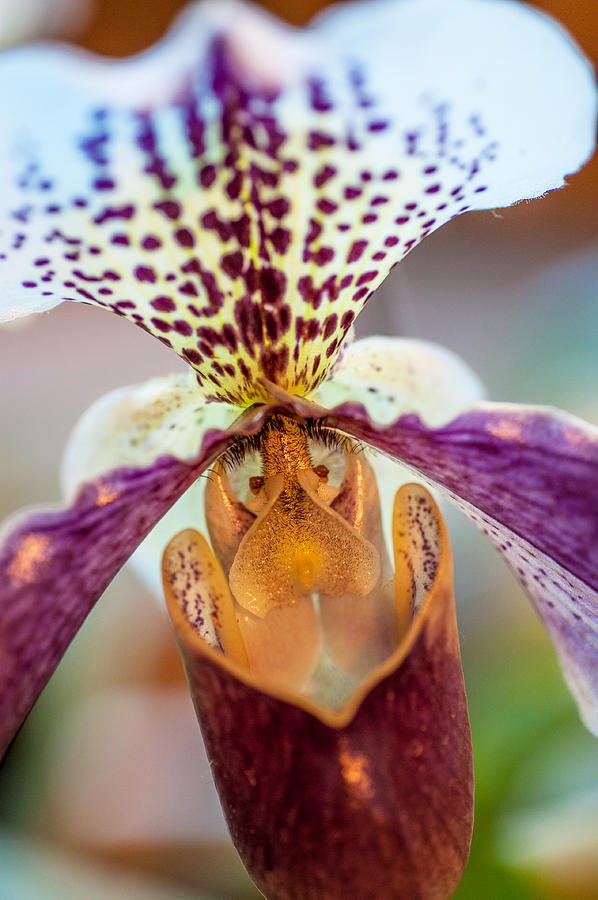Orchid Macro Photograph by Jenny Rainbow
