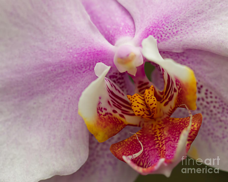 Orchid Macro Style Photograph