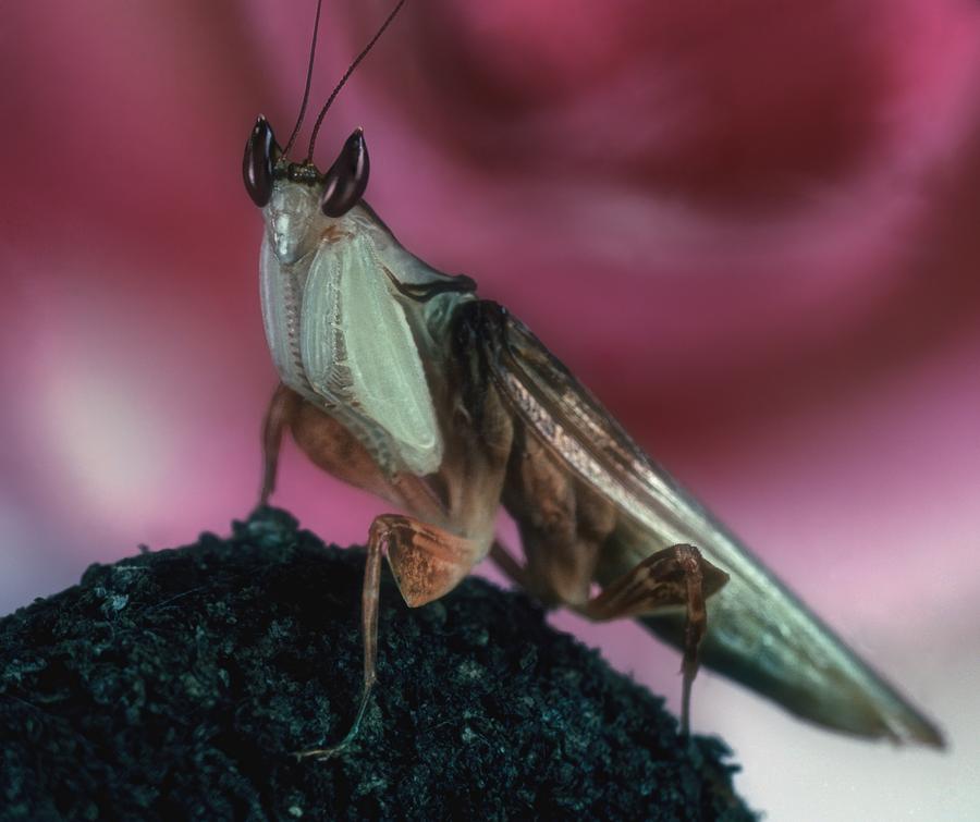 Orchid Photograph - Orchid Male Mantis  hymenop  Portrait  #7 of 9 by Leslie Crotty