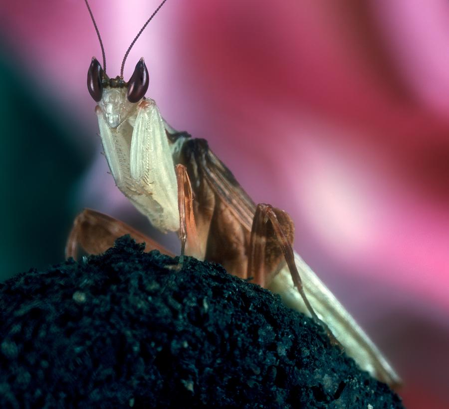 Orchid Photograph - Orchid Male Mantis  hymenopus coronatus  Portrait #4 of 9 by Leslie Crotty