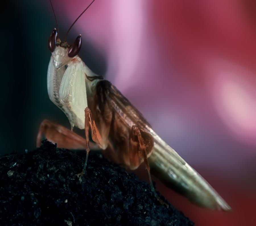 Orchid Male Mantis hymenopus coronatus Portrait #6 of 9 Photograph by ...