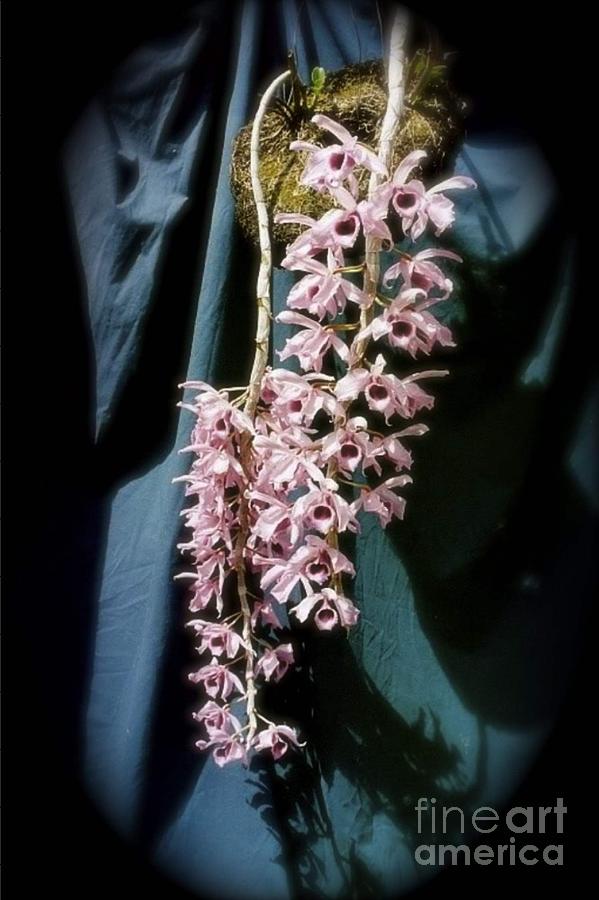 Orchid Mary Bell Photograph by Alice Terrill