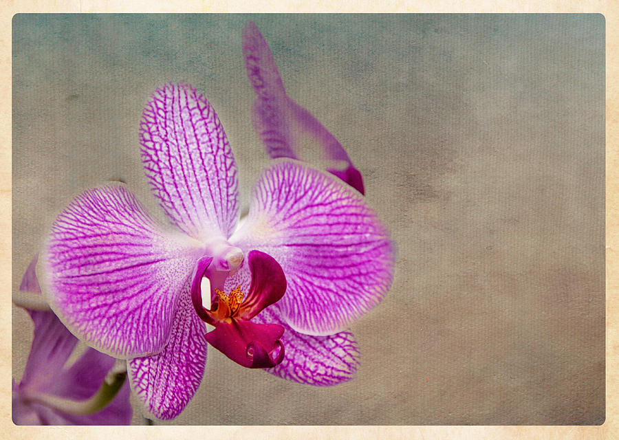 Orchid Photograph by Marzena Grabczynska Lorenc