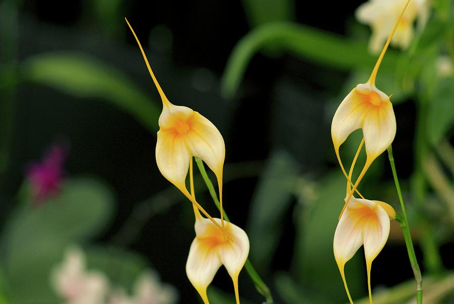 Orchid (masdevallia falcons Gold) Photograph by Sam K Tran/science Photo Library
