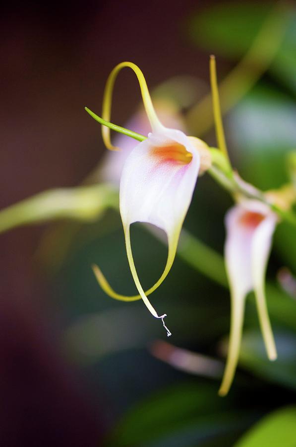Orchid (masdevallia) Photograph by Maria Mosolova/science Photo Library