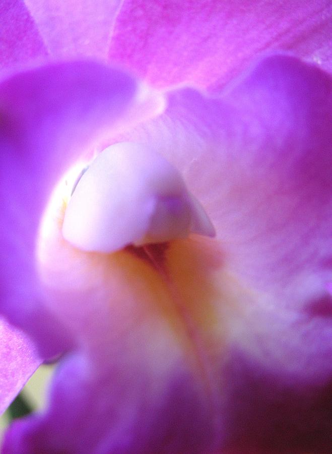 Orchid Photograph by Melinda Saminski
