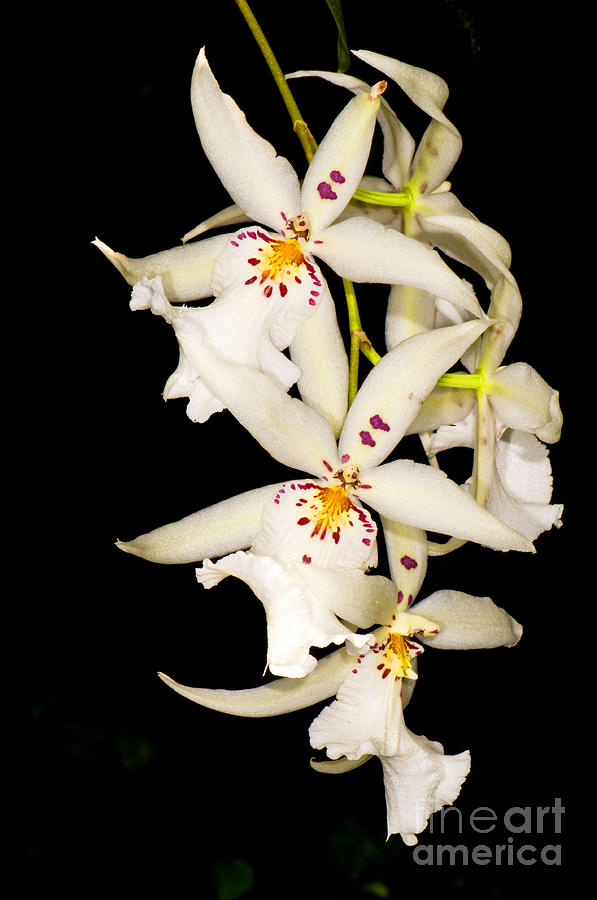 Orchid Photograph by Millard H. Sharp
