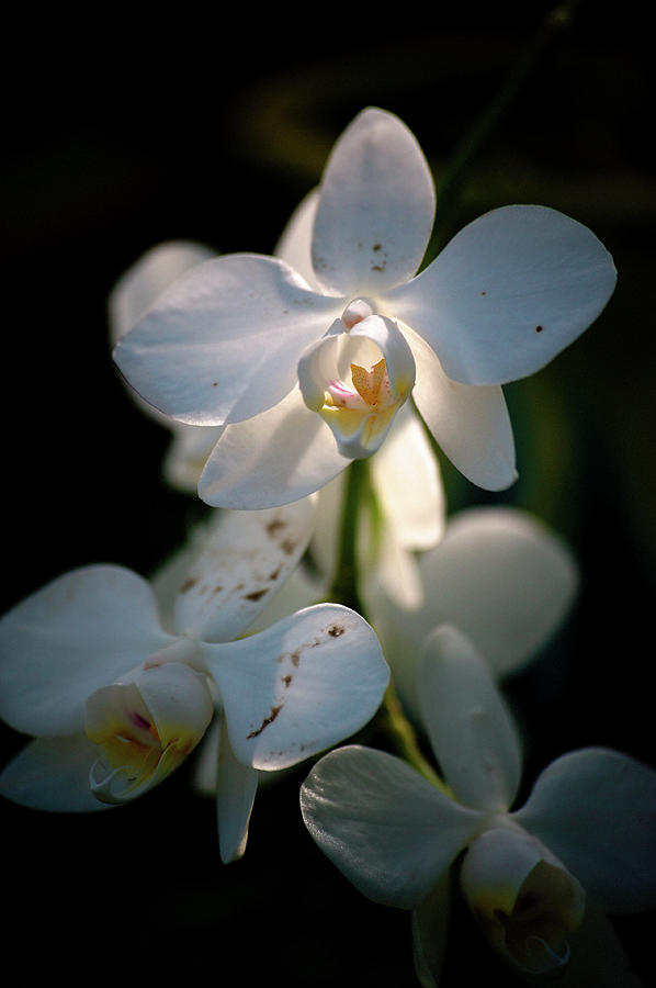 Orchid Photograph by Moriyu