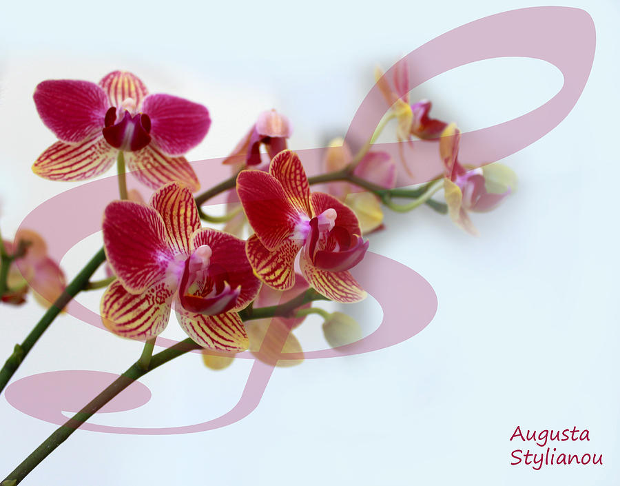 Orchid Music Digital Art by Augusta Stylianou