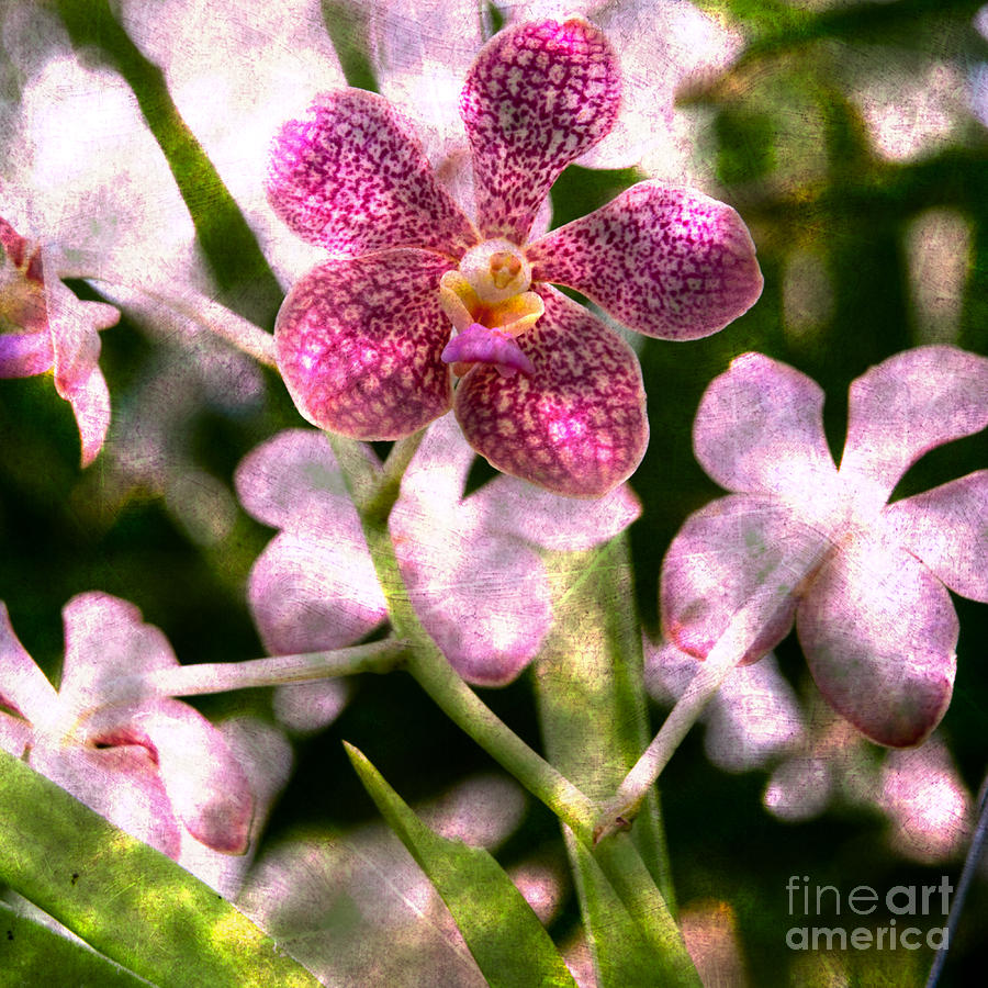 Orchid Mystery by Kathi Shotwell Orchid Mystery by Kathi Shotwell