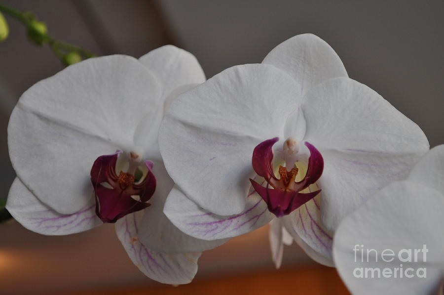 Orchid  Photograph by Nona Kumah
