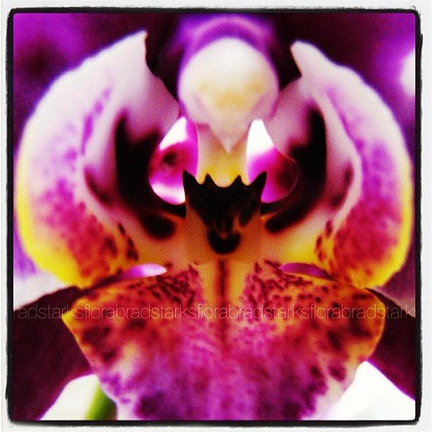 Orchid, Oahu Hawaii Photograph by Brad Starks