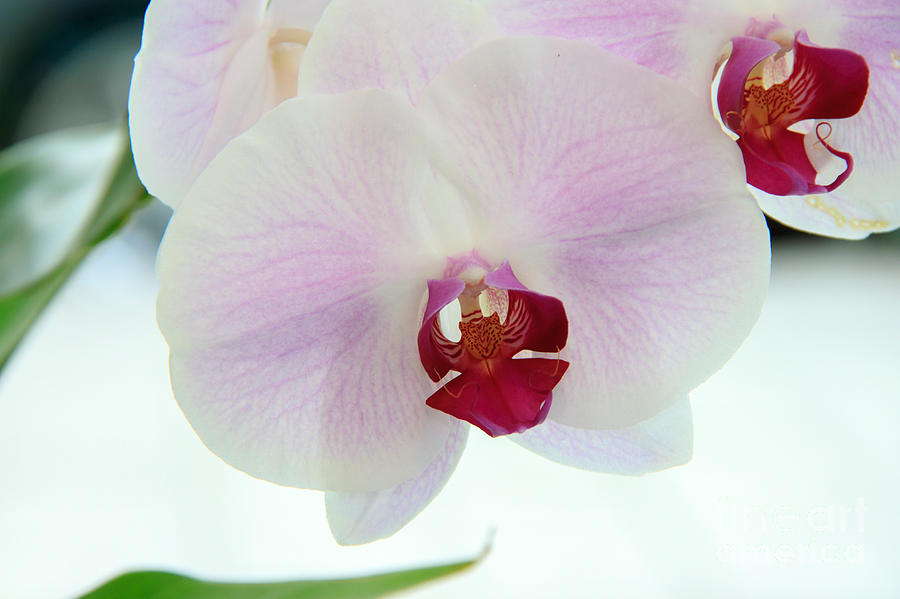 Orchid Oasis Photograph
