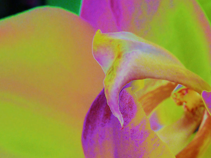 Orchid of Another Color Photograph by Karol Blumenthal