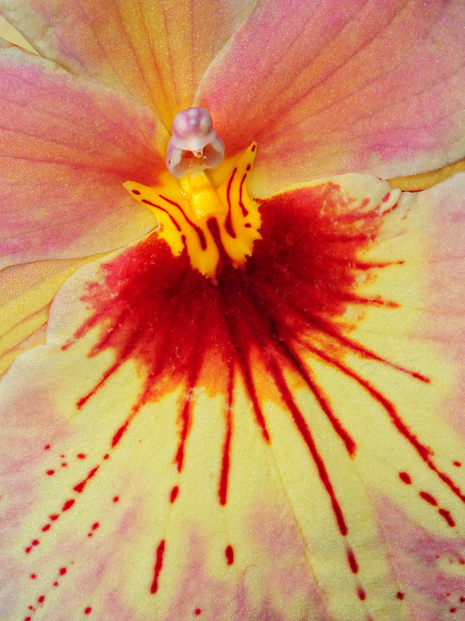 Orchid of Color Photograph by Dave Mills