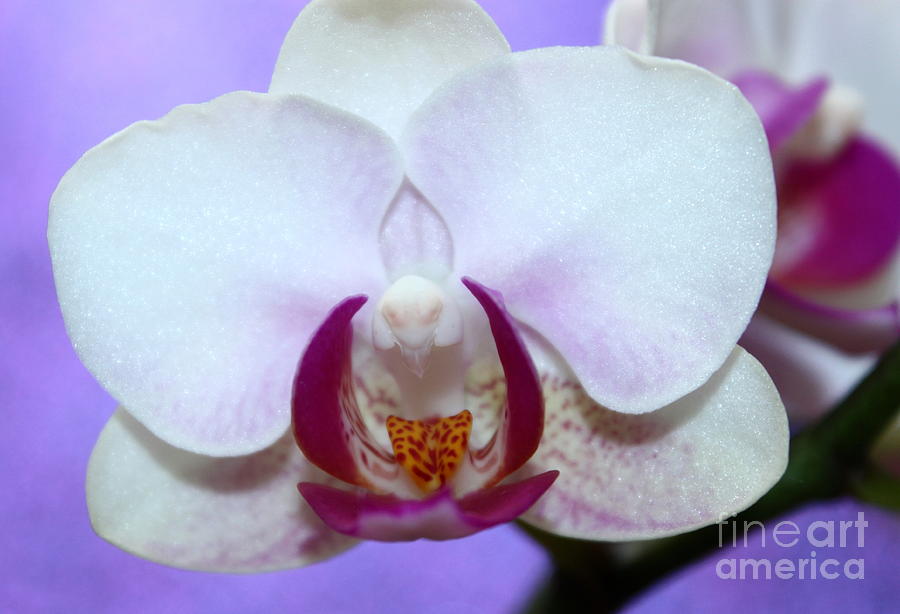 Orchid Photograph - Orchid Of Love by Krissy Katsimbras