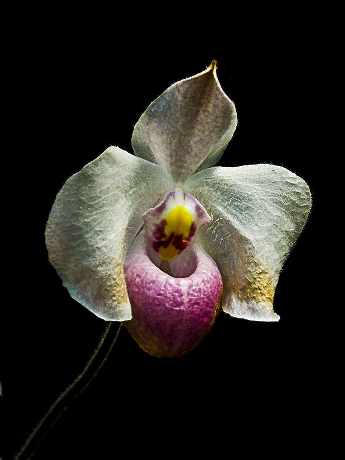 Orchid on Black Photograph by Bill Barber