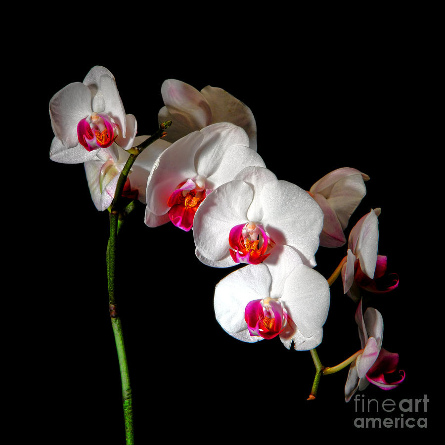 Orchid on Black Photograph by Olivier Le Queinec