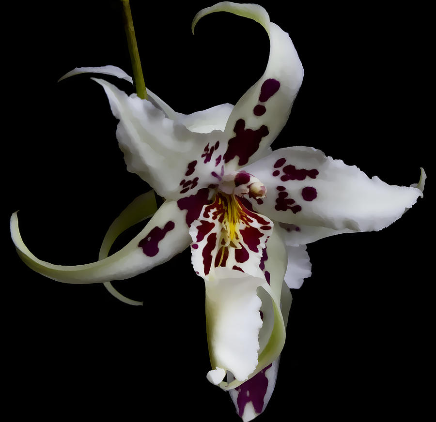 Orchid On Black Digital Art by Photographic Art by Russel Ray Photos