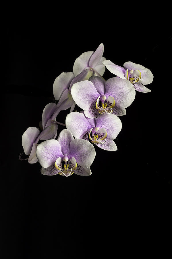 Flower Photograph - Orchid on black by Scott Mullin