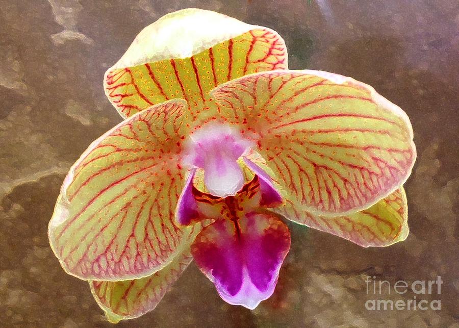 Orchid On Marble Photograph