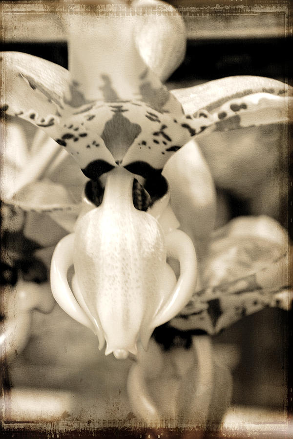 Orchid Photograph - Orchid on old background by Lali Kacharava