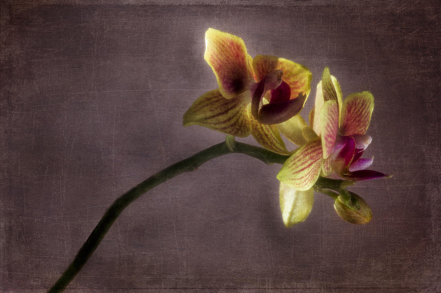 Orchid on Purple Background Photograph by Wayne Meyer