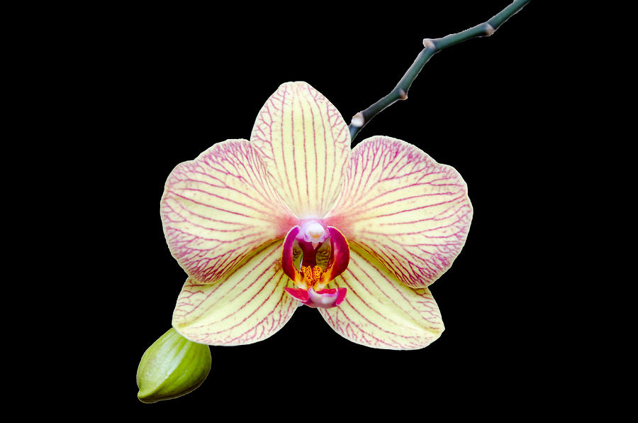 Orchid on Velvet Photograph by Georgette Grossman