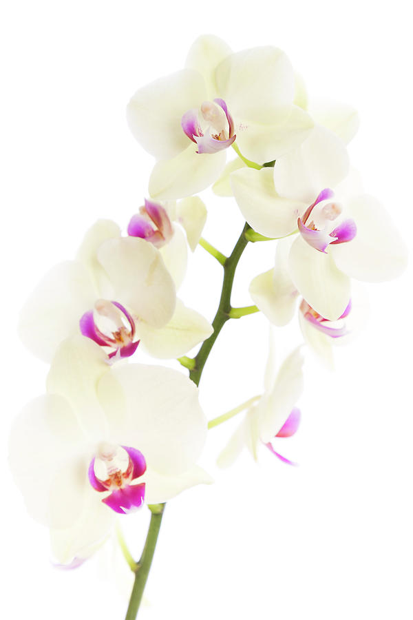 Orchid On White Photograph by Republica